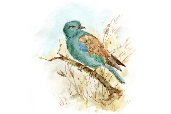 Evaluating Watercolor Bird Graphics for Illustrations